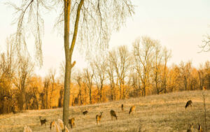 deer eating in field in fall weather