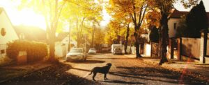 dog standing in the street, early morning
